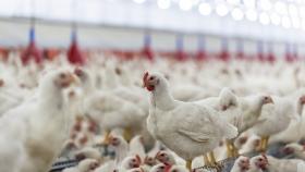 ФАС начала внеплановую проверку цен на курятину и овощи 